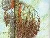 Bangalow Palm