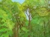 Rainforest
