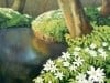 Wood Anemones