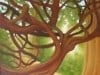 Wild Pacific Tangle