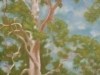 Eucalyptus ~ Fitzroy Park