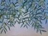 Olive Branches