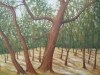Sun Warmed Woods