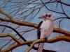 Kookaburra