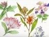 Botanical Flowers-2