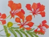 poinciana