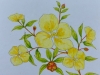 yellow-wild-flower