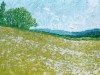 Daisy-Meadow