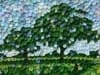 Mosaic Oaks