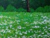 The-Lower-Meadow