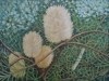 Banksia
