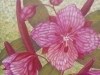 Dwarf Fireweed
