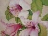 Hibiscus insularis