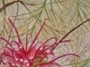 Grevillea 2