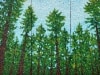 Forest-Bathing