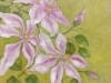 Francis' Clematis