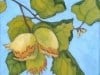 Hazelnuts