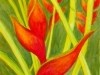 Heliconia