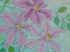 Pink Clematis