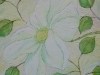 White Clematis