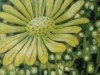 Arnica