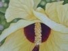 Beach Hibiscus