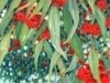 Eucalyptus Blossoms