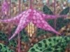 Fawn Lilies 2