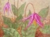 Fawn Lilies