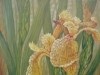 Golden Irises