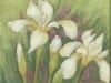 pale-yellow-irises