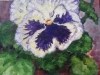 Pansy