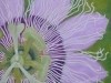 Passiflora