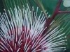Pincushion Flower