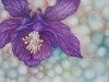 Purple Columbine 2