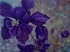 Purple Columbine