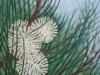 Sweet Hakea