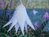 White Fawn Lily