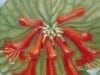 Wild Honeysuckle