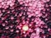 Claret