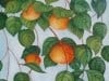 Persimmons