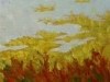 Beach Grasses