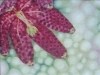 Fritillaria 1