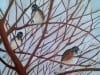 Three in a Tree