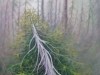 Tilley Tree