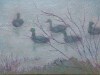 Misty-Morning-Ducks